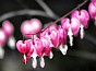 slides/herzblume_samll.jpg  herzblume_samll
