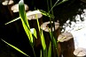slides/schilf_samll.jpg  SONY DSC