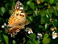 slides/schmetterling_small.jpg  SONY DSC