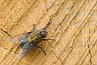 slides/fly_wood.jpg  fly_wood