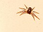 slides/spider3_5mm_long_b.JPG  spider3_5mm_long_b